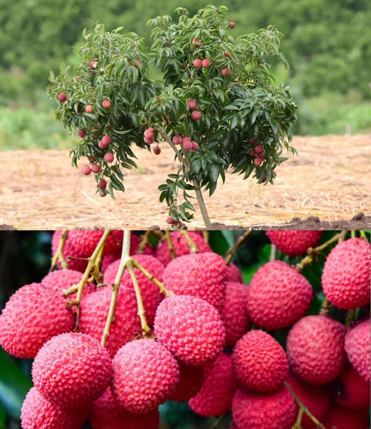 Healthy Lychee Fruit Seeds (Pack of 80)